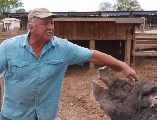Farmers in Focus: Zimmerman Pork [and veggie] Farm